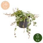 Peperomia Prostrata - String of Turtles - Green - Tropical - Ø6cm - ↕6cm