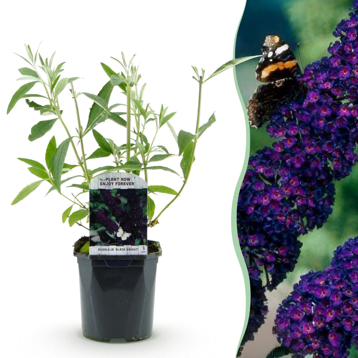 Green boutiQ - Tuinplant - Buddleja davidii Black Night - Vlinderstruik - Winterhard - Paars - 1 Plant - Pot 17cm - Hoogte 45cm