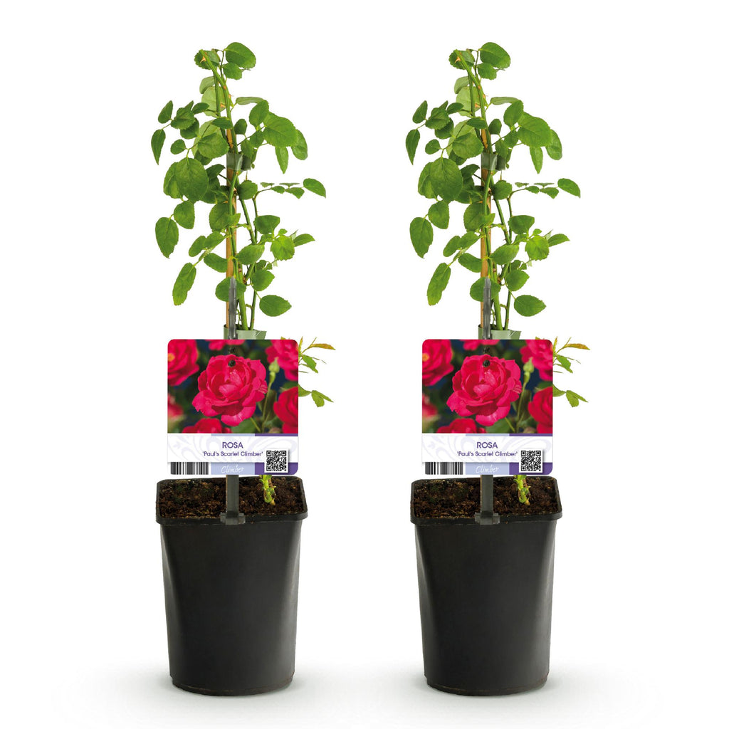 Green boutiQ - Rosier grimpant - Rosa Paul Scarlet Climber - Fleur rouge - Peu d'entretien - 2 plantes - Pot 11cm Hauteur 40cm