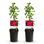 Green boutiQ - Rosier grimpant - Rosa Paul Scarlet Climber - Fleur rouge - Peu d'entretien - 2 plantes - Pot 11cm Hauteur 40cm