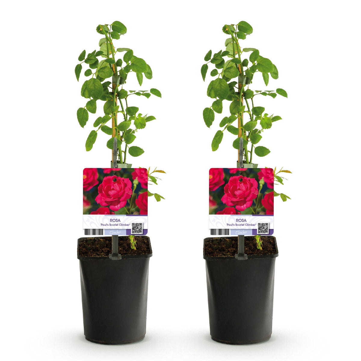 Green boutiQ - Rosier grimpant - Rosa Paul Scarlet Climber - Fleur rouge - Peu d'entretien - 2 plantes - Pot 11cm Hauteur 40cm