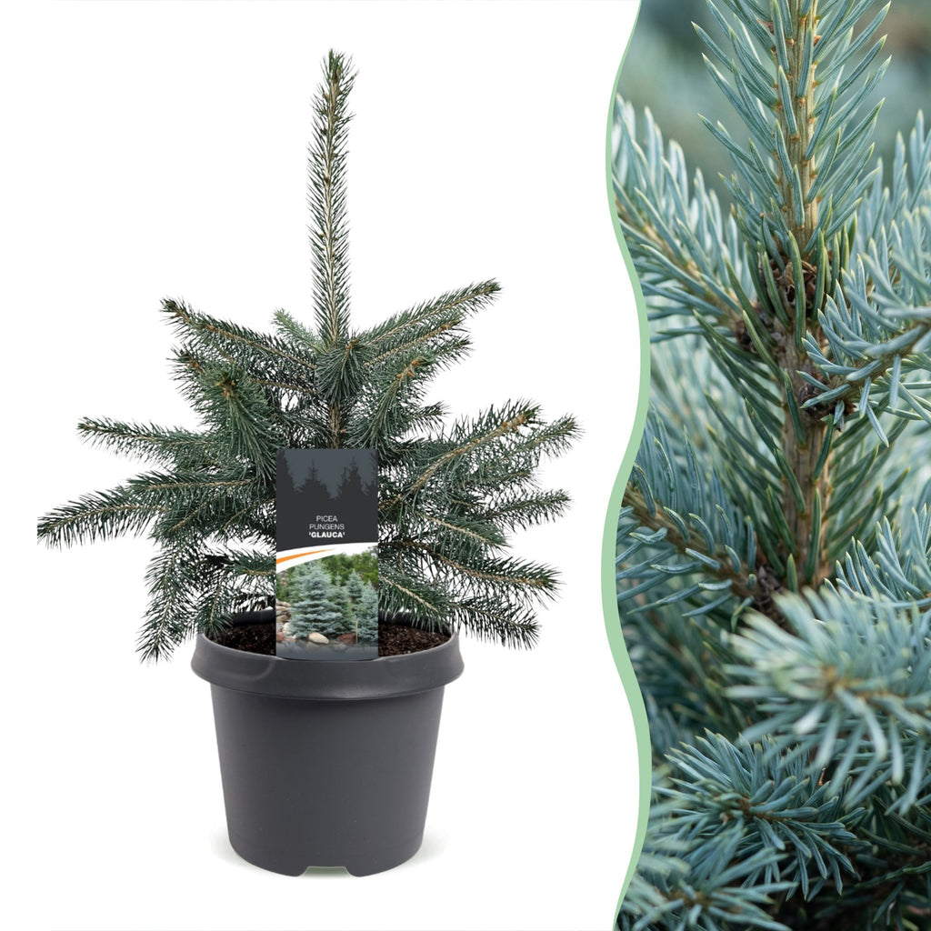 2x Picea pungens Glauca - Blue Spruce - Blue - Christmas tree - Ø23cm - ↕60cm