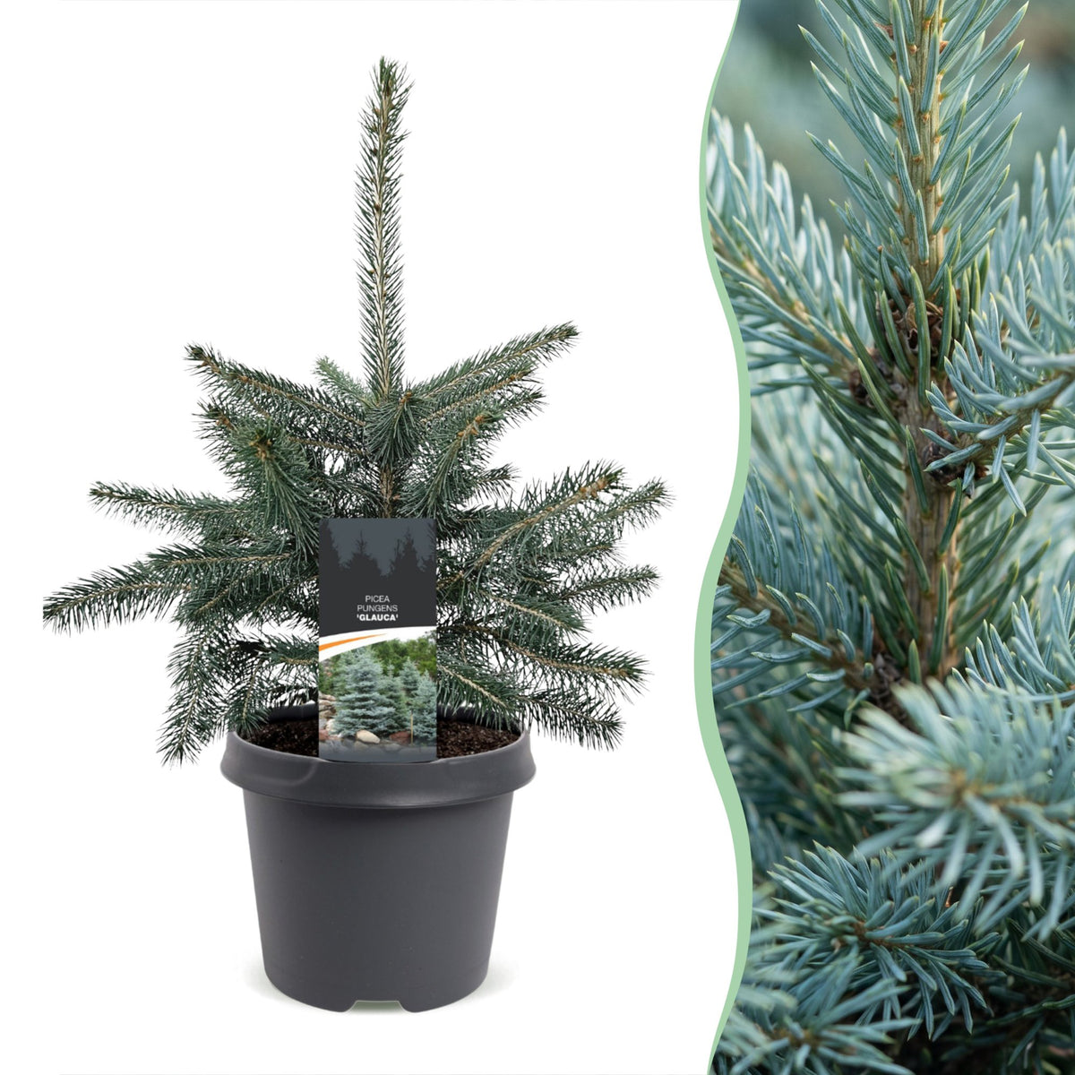 2x Picea pungens Glauca - Blue Spruce - Blue - Christmas tree - Ø23cm - ↕60cm