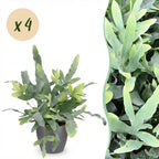 Green boutiQ - Zimmerpflanze - Phlebodium aureum Blue Star - Blauer Farn - Haustierfreundliche Pflanze - Blau - 4 Pflanzen - mit grauem Topf - Topf 12cm - Höhe 25cm