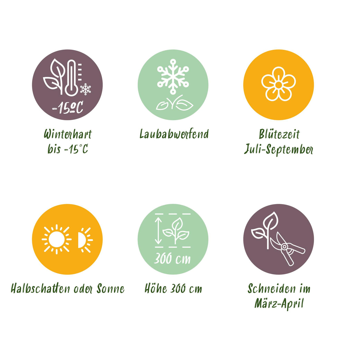 Green boutiQ - Arbustes - Hibiscus syriacus Hamabo - Fleur rose clair - 1 Plante - Caduc - Entretien facile - Pot 17cm Hauteur 45cm