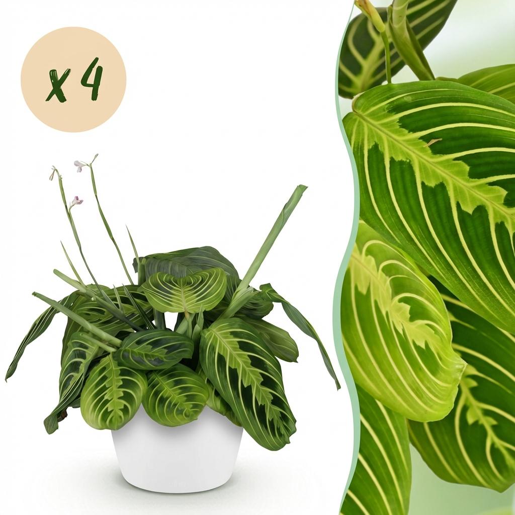 Green boutiQ - Zimmerpflanze - Maranta Fascinator Lemon Lime - Gebetspflanze - Haustierfreundliche Pflanze - Grün - 4 Pflanzen - mit Topf Weiß - Topf 12cm - Höhe 25cm