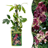 4x Akebia quinata - Chocolate vine - Purple - Red - Climber - Ø9cm - ↕35cm