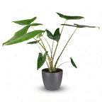 Green boutiQ - Plante d'intérieur - Oreille d'éléphant - Alocasia Zebrina - Vert - Peu d'entretien - 1 Plante - avec Pot en terre cuite Gris - Pot 21 cm - Hauteur 70 - 75cm