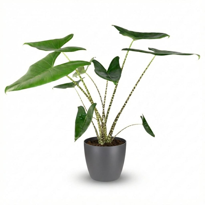 Green boutiQ - Kamerplant - Olifantsoor - Alocasia Zebrina - Groen - Weinig onderhoud - 1 Plant - met Potter Grijs - Pot 21 cm - Hoogte 70 - 75cm