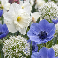 35x Bulb Sunny Garden - Zonnige tuinbol - Diversen - Zomerbloeier - Bolmaat 10/12