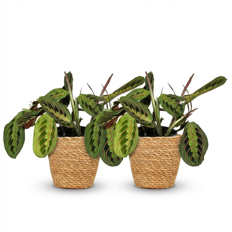 Green boutiQ - Kamerplant - Maranta Fascinator Tricolour - Gebedsplant - Huisdiervriendelijke Plant - Groen - 2 Planten - met Mand - Pot 12cm - Hoogte 25cm