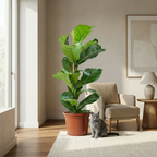 Green boutiQ - Zimmerpflanze - Geigenfeige - Ficus Lyrata - Grün - Pflegeleicht - 1 Pflanze - Topf 21cm - Höhe 75 - 85cm