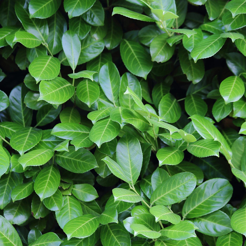 Green boutiQ - Haies - Prunus laurocerasus Novita - feuillage vert - 6 plantes - 1 mètre linéaire - persistant - pot 17 cm hauteur 50 cm