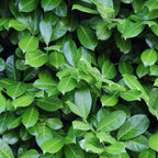Green boutiQ - Haies - Prunus laurocerasus Novita - feuillage vert - 6 plantes - 1 mètre linéaire - persistant - pot 17 cm hauteur 50 cm