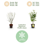 Green boutiQ - Plante de jardin - Acer palmatum Jordan - Érable du Japon - Caduc - Jaune - 1 - Pot 26cm - Hauteur 90cm
