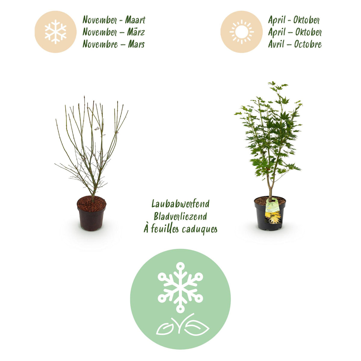 Green boutiQ - Plante de jardin - Acer palmatum Jordan - Érable du Japon - Caduc - Jaune - 1 - Pot 26cm - Hauteur 90cm