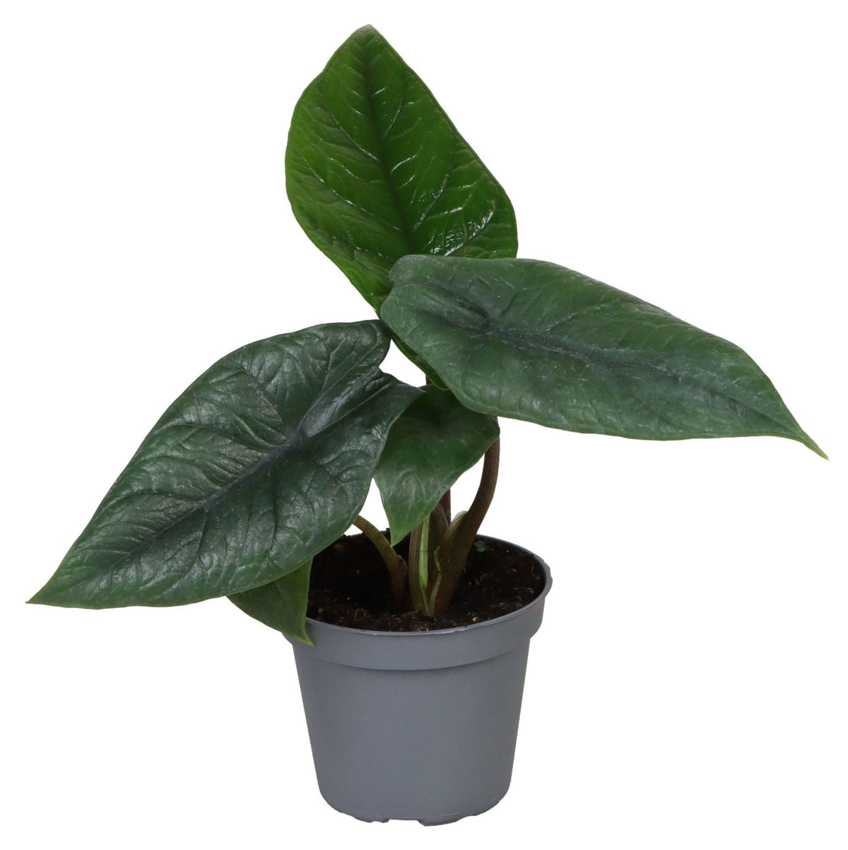 Alocasia Scalprum - Elephant Ear - Grey - Tropical - Ø6cm - ↕15cm