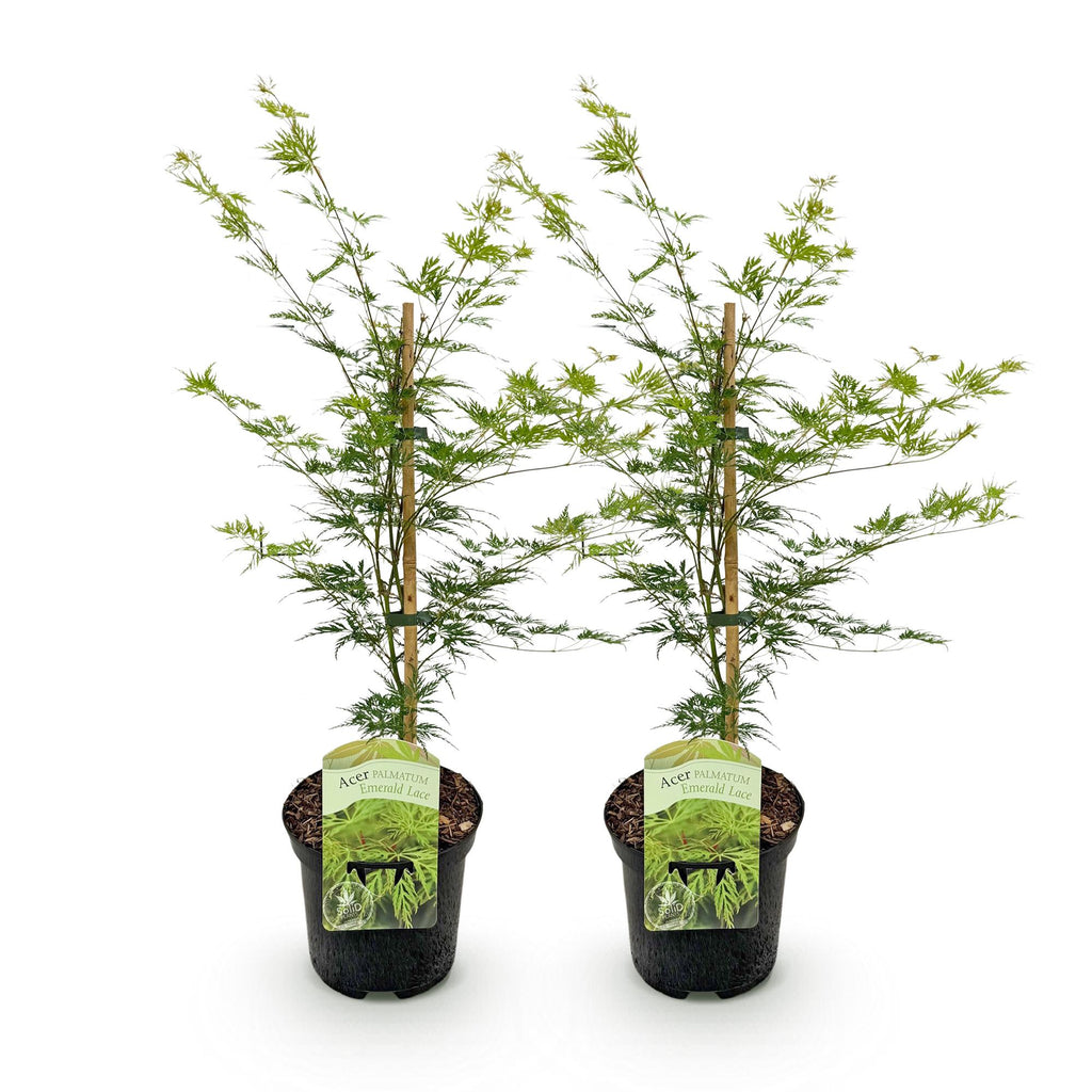 Green boutiQ - Plante de terrasse - Érable du Japon - Acer palmatum Emerald Lace - Vert - 2 plantes - Caduc - Pot 19 cm Hauteur 70 cm