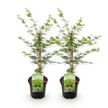Green boutiQ - Plante de terrasse - Érable du Japon - Acer palmatum Emerald Lace - Vert - 2 plantes - Caduc - Pot 19 cm Hauteur 70 cm