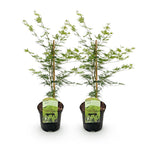Green boutiQ - Plante de terrasse - Érable du Japon - Acer palmatum Emerald Lace - Vert - 2 plantes - Caduc - Pot 19 cm Hauteur 70 cm