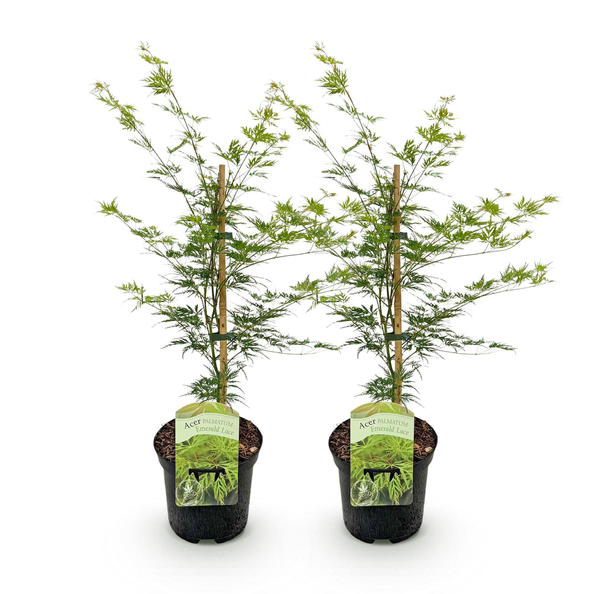Green boutiQ - Plante de terrasse - Érable du Japon - Acer palmatum Emerald Lace - Vert - 2 plantes - Caduc - Pot 19 cm Hauteur 70 cm