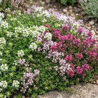 Green boutiQ - Perennial - Thymus Tricolour - Thyme - Ground Cover - Pink - Red - White - 12 Plants - Pot 11cm - Height 15-25cm