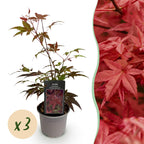 Green boutiQ - Plante de jardin - Acer palmatum Atropurpureum - Pourpre - 3 plantes - Caduc - Peu d'entretien - Pot 12 cm Hauteur 35 cm