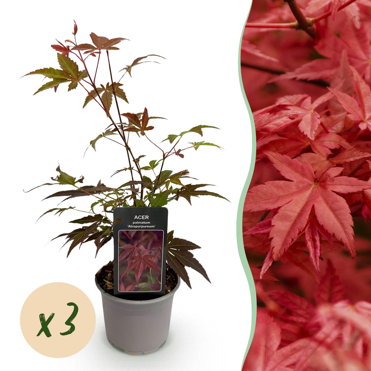 Green boutiQ - Plante de jardin - Acer palmatum Atropurpureum - Pourpre - 3 plantes - Caduc - Peu d'entretien - Pot 12 cm Hauteur 35 cm