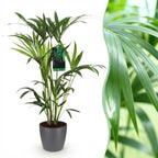 Green boutiQ - Zimmerpflanze - Howea Forsteriana - Kentia-Palme - Pflegeleicht - Grün - 1 Pflanze - mit Topf Grau - Topf 19cm - Höhe 80-85cm