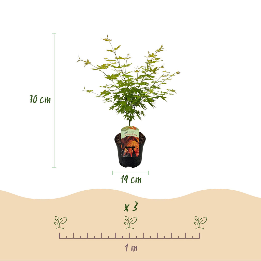 Green boutiQ - Plante de terrasse - Érable du Japon - Acer palmatum Orange Dream - Orange - 2 plantes - Caduc - Pot 19 cm Hauteur 70 cm