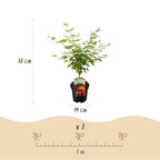 Green boutiQ - Plante de terrasse - Érable du Japon - Acer palmatum Orange Dream - Orange - 2 plantes - Caduc - Pot 19 cm Hauteur 70 cm
