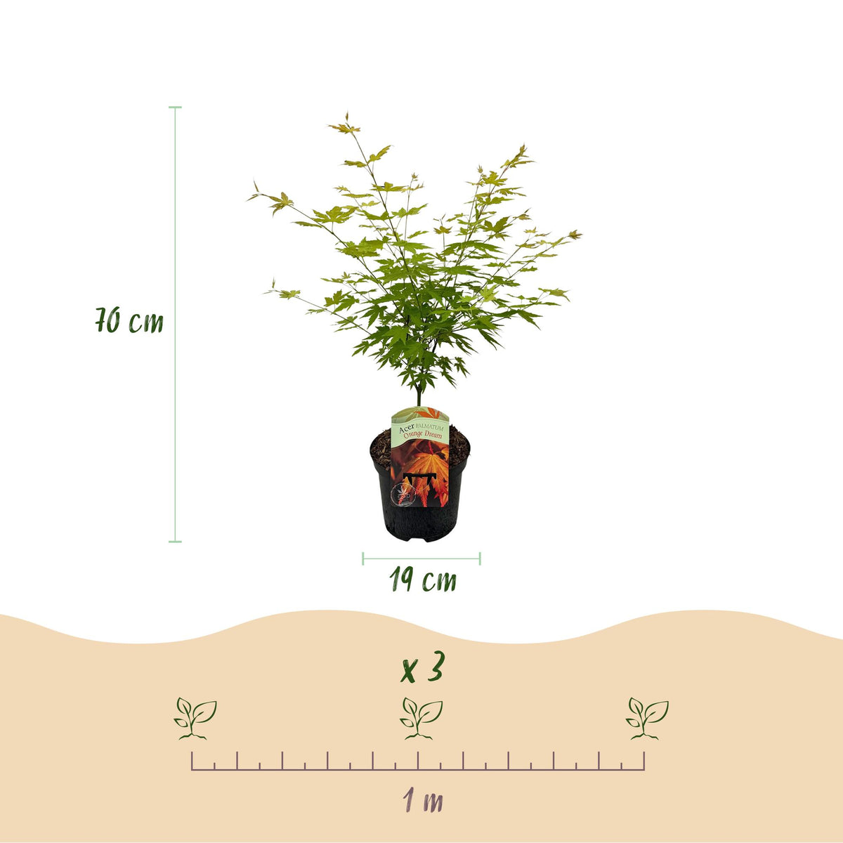 Green boutiQ - Plante de terrasse - Érable du Japon - Acer palmatum Orange Dream - Orange - 2 plantes - Caduc - Pot 19 cm Hauteur 70 cm