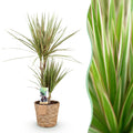 Green BoutiQ - Green is... Zimmerpflanzen - Dracaena Marginata Bicolor - Drachenbaum - Pflegeleicht - mit Korb - Grün - 1 Pflanze - Topf 17cm - Höhe 70-75cm