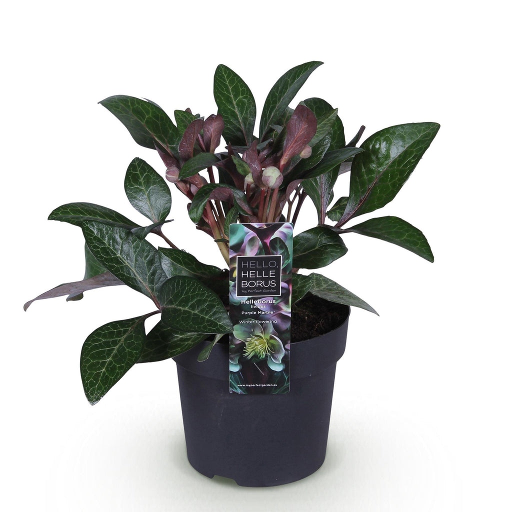 Green boutiQ - Plante de jardin - Rose de Carême - Hellébore lividus Purple Marble - Fleur violette - 1 Plante - Persistante - Pot 14cm Hauteur 35cm