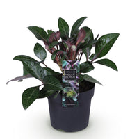Green boutiQ - Tuinplant - Lenten Rose - Helleborus lividus Purple Marble - Paarse Bloem -1 Plant - Groenblijvend - Pot 14cm Hoogte 35cm