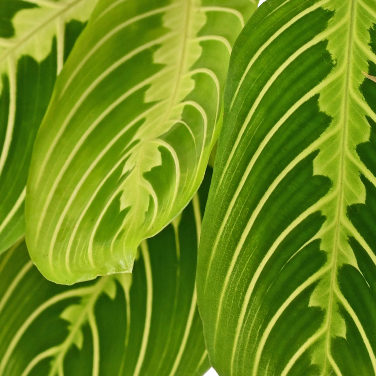 Green boutiQ - Zimmerpflanze - Maranta Fascinator Lemon Lime - Gebetspflanze - Haustierfreundliche Pflanze - Grün - 4 Pflanzen - mit Korb - Topf 12 cm - Höhe 25 cm