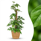 Green boutiQ - Zimmerpflanze - Mini-Fensterblatt - Monstera Minima Moosstab - Grün - pflegeleicht - 1 Pflanze - mit Korb - Topf 19cm - Höhe 90cm