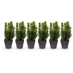 Green boutiQ - Plantes de haie - Buxus sempervirens - feuillage vert - 6 plantes - 1 mètre linéaire - persistant - pot 17 cm hauteur 45 cm
