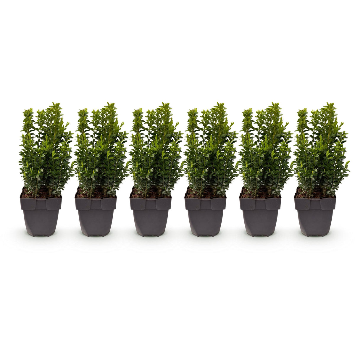 Green boutiQ - Plantes de haie - Buxus sempervirens - feuillage vert - 6 plantes - 1 mètre linéaire - persistant - pot 17 cm hauteur 45 cm