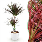 Green BoutiQ - Plantes d'intérieur - Dracaena Magenta - Dragonnier - Peu d'entretien - Vert - 1 plante - avec pot blanc - Pot 21 cm - Hauteur 90-100 cm