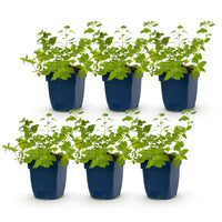 Green boutiQ - Perennial - Nepeta faassenii 'Six Hills Giant' - Catnip - Bee and butterfly attractors - Purple - 6 Plants - Pot 11cm - Height 15-25cm