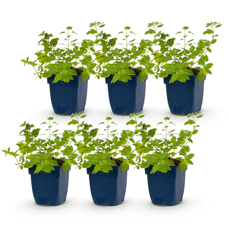 Green boutiQ - Perennial - Nepeta faassenii 'Six Hills Giant' - Catnip - Bee and butterfly attractors - Purple - 6 Plants - Pot 11cm - Height 15-25cm