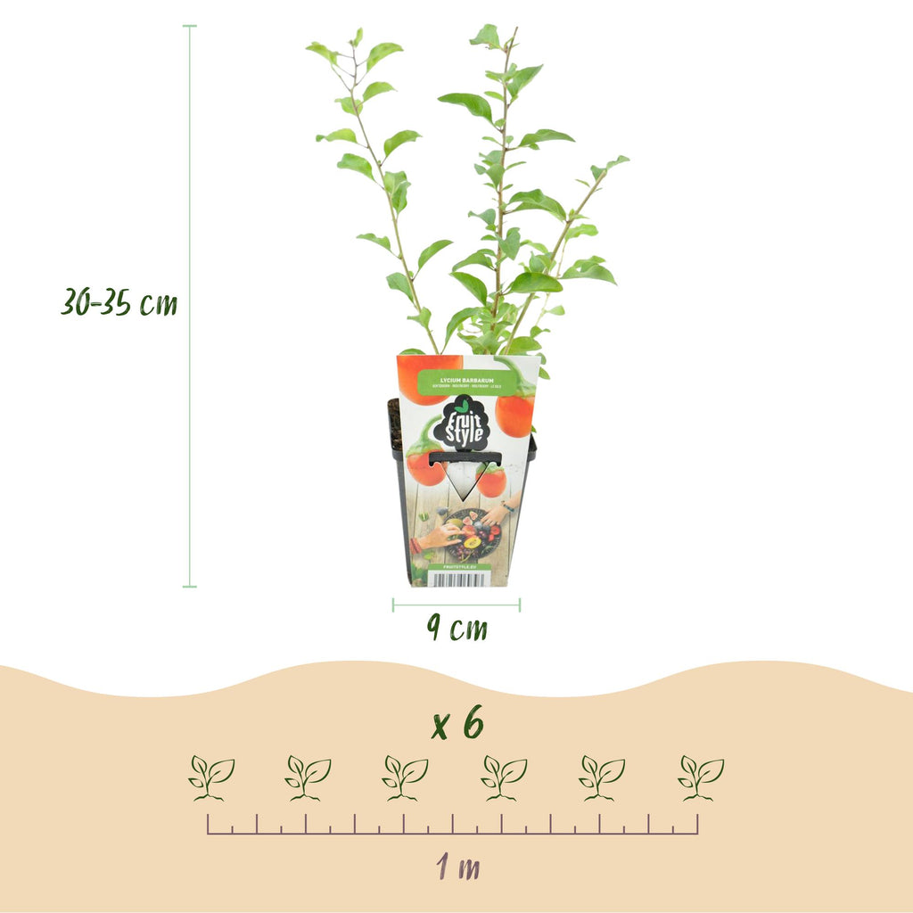 Green boutiQ - Plants fruitiers - Goji - Lycium Barbarum - Rustique - 3 plantes - Pot 9 cm - Orange - Fruit rouge