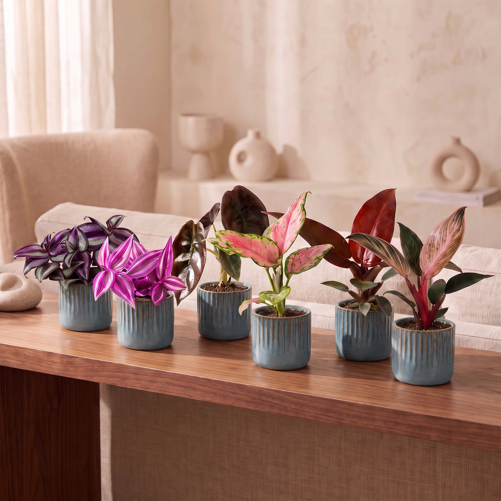 6x Baby Paradise Mix - Various colours - Tropical - incl. Linnea Misty Blue - Ø6cm - ↕10-15cm