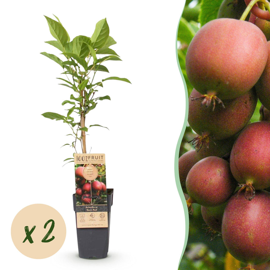 Green boutiQ - Plant fruitier - Actinidia deliciosa Ken's Red - Actinidia - Femelle - Fruit rouge - 2 plantes - Pot 15cm - Hauteur 50cm