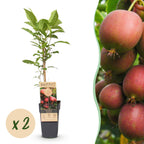 Green boutiQ - Plant fruitier - Actinidia deliciosa Ken's Red - Actinidia - Femelle - Fruit rouge - 2 plantes - Pot 15cm - Hauteur 50cm