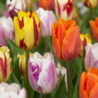 120x Tulipe Flaming Beauty Mix - Tulipe Flaming Beauty Mix - Divers - Floraison printanière - Calibre 11/12