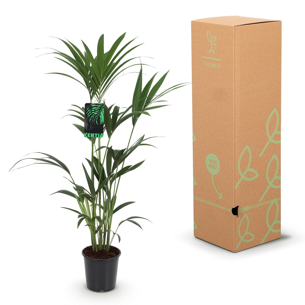 Green boutiQ - Zimmerpflanze - Howea Forsteriana - Kentia-Palme - Pflegeleicht - Grün - 2 Pflanzen - Topf 21cm - Höhe 120-130cm