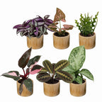 6x Baby Plants Surprise Box - Baby Plants Surprise Box - Various colours - Tropical - incl. Linnea Honey - Ø6cm - ↕5-15cm