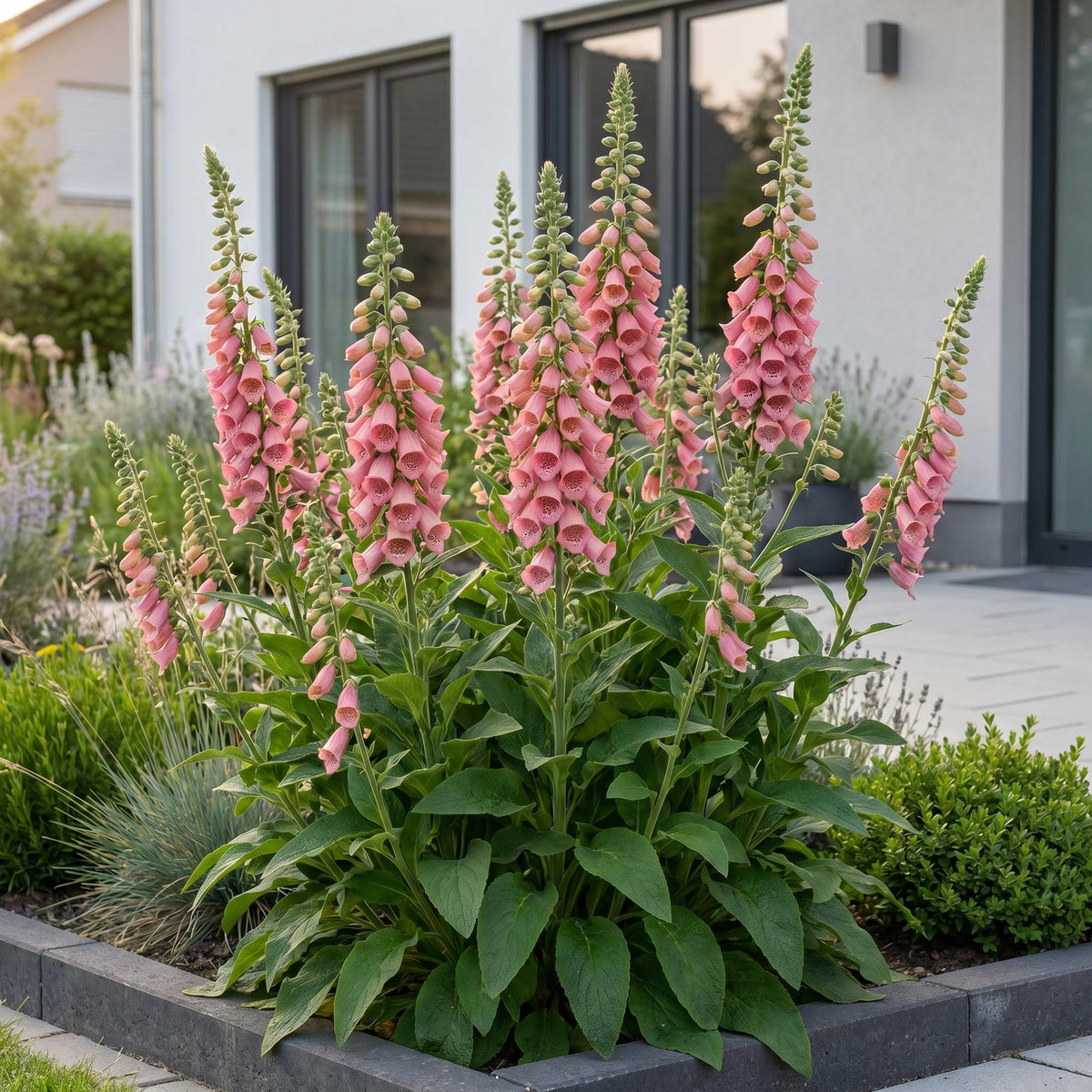 Green boutiQ - Plante vivace - Digitalis mertonensis - Digitale - Ombrage - Rose - 12 Plantes - Pot 11cm - Hauteur 15-25cm